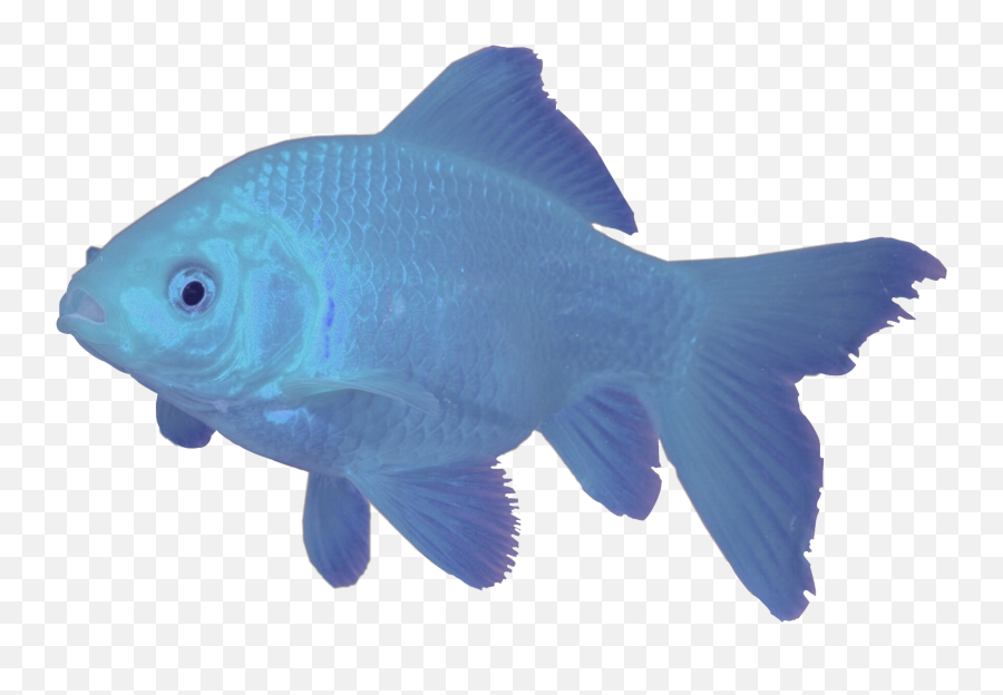 Fish Blue Aesthetic Blueaesthetic Sticker By Brat - Aquarium Fish Emoji,Blue Fish Emoji