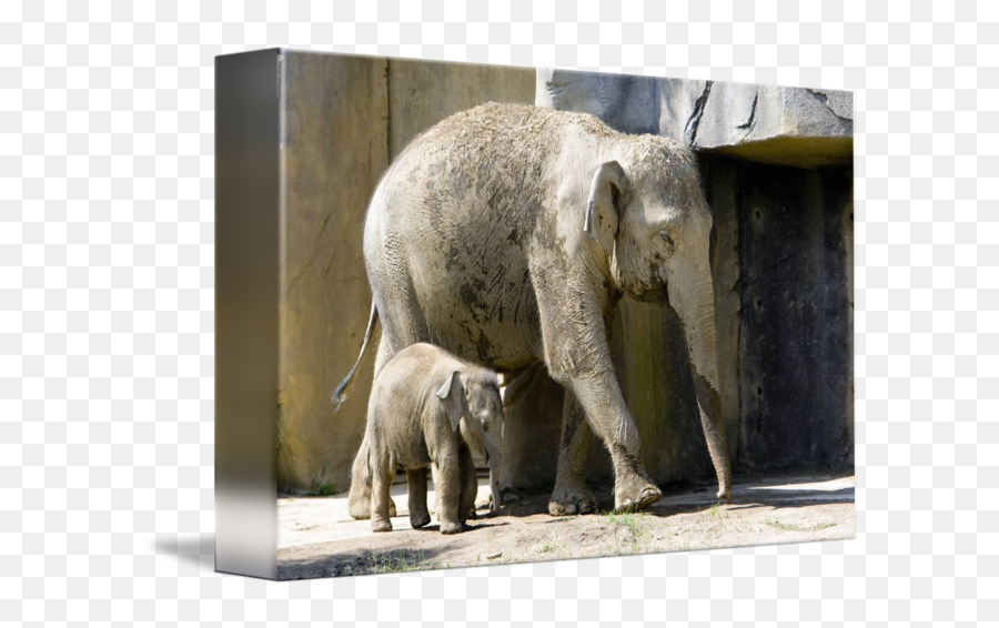 A Charming Elephant Family - Indian Elephant Emoji,Elepahnt Model Emotion