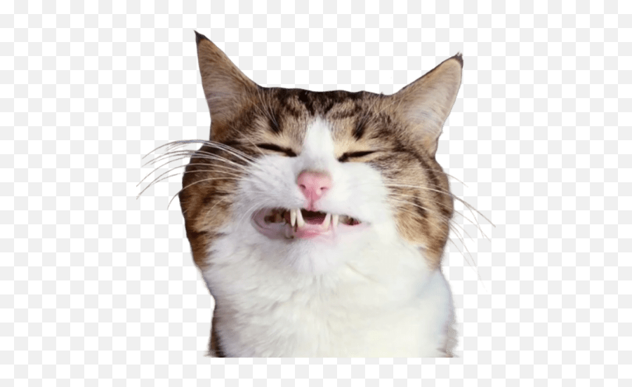 Volter Steinu0027s - Cat Yawns Emoji,Marie The Cat Emoji