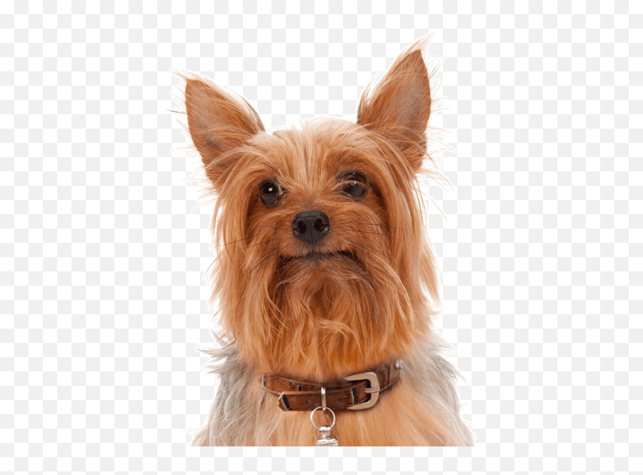 Silky Terrier Puppies For Sale - Australian Brown Silky Terrier Emoji,Why My Scottish Terrier Doesn't Show Any Emotions