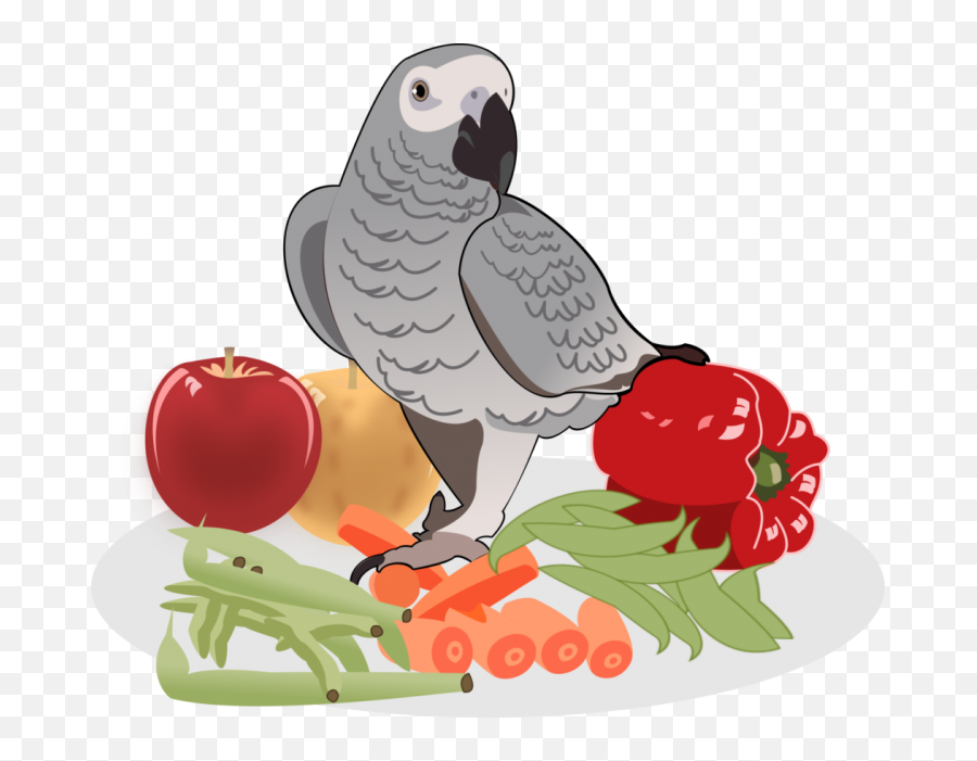 New Care Guide - Diet Food Emoji,African Grey Parrot Reading Emotions