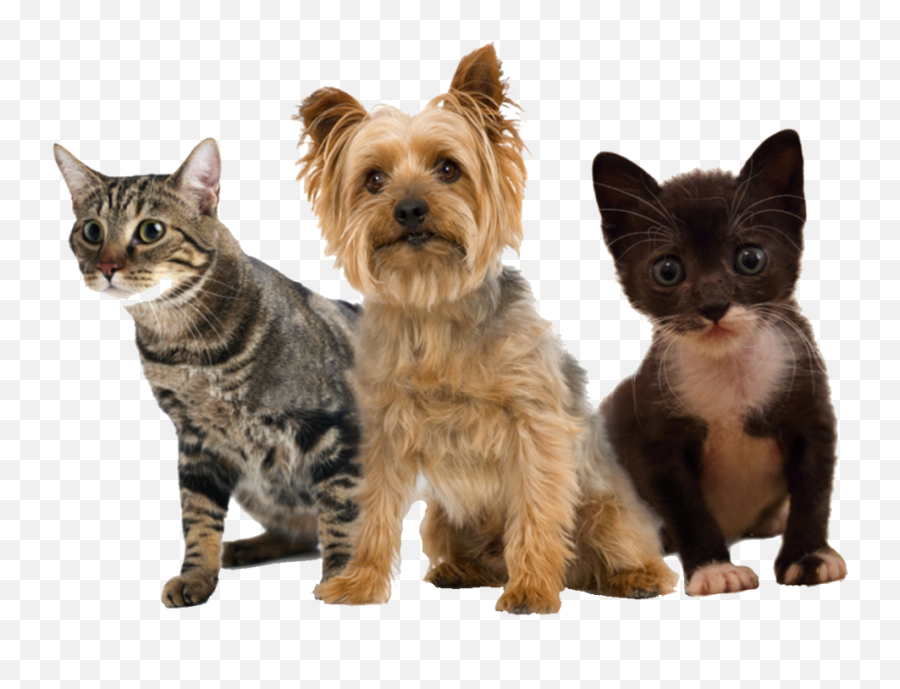 Hands - On Healing For Dogs Cats And Horses In The Twin Cities Pet Emoji,Cats Vs Dogs Emotion