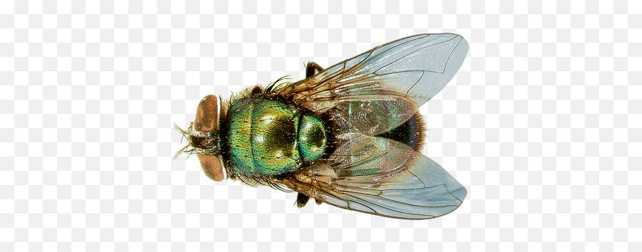 Fly Pnglib U2013 Free Png Library - Green Fly Insect Png Emoji,Housefly Emoticon