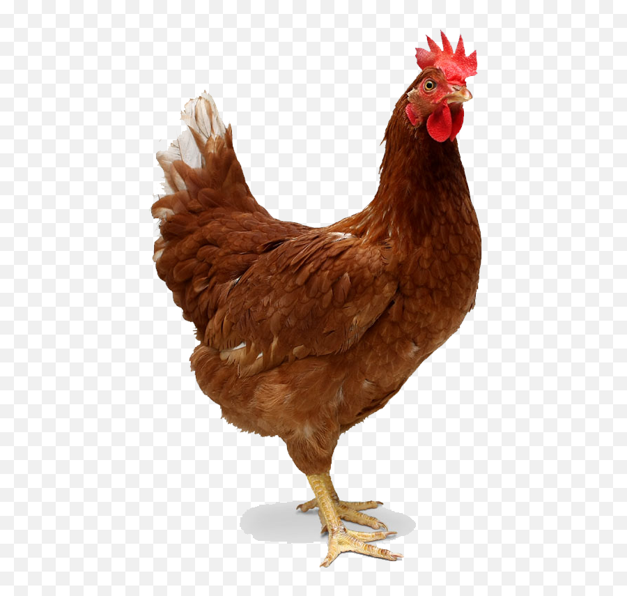 Red Single Chicken Png Transparent Background Free Download - Chicken Transparent Emoji,Hen Emoji Transparent Png
