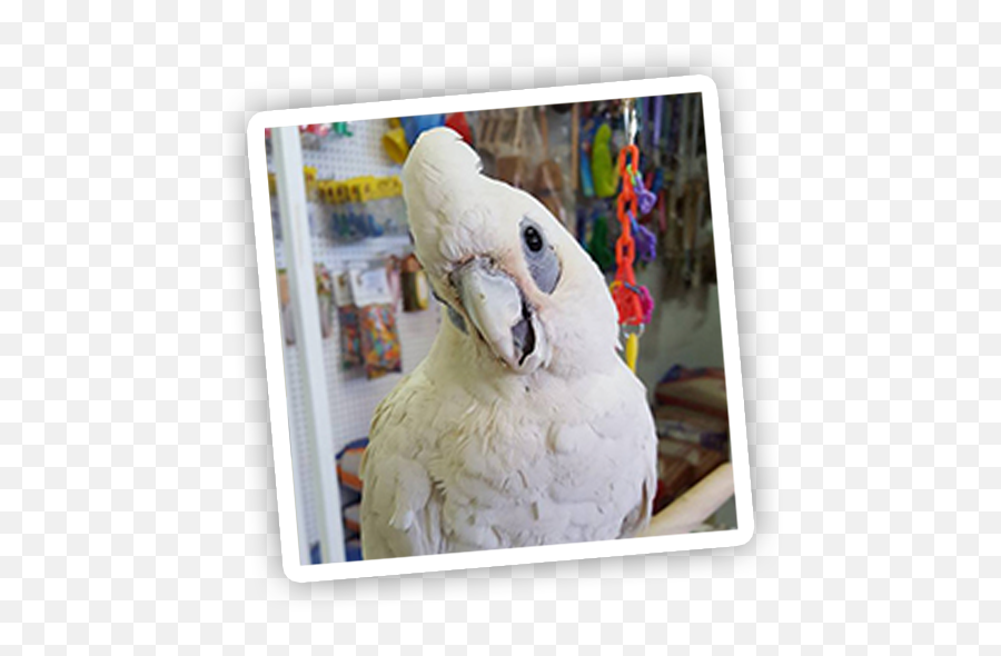 Birds - Parrots Emoji,Long-billed Corella Smile Emoticon