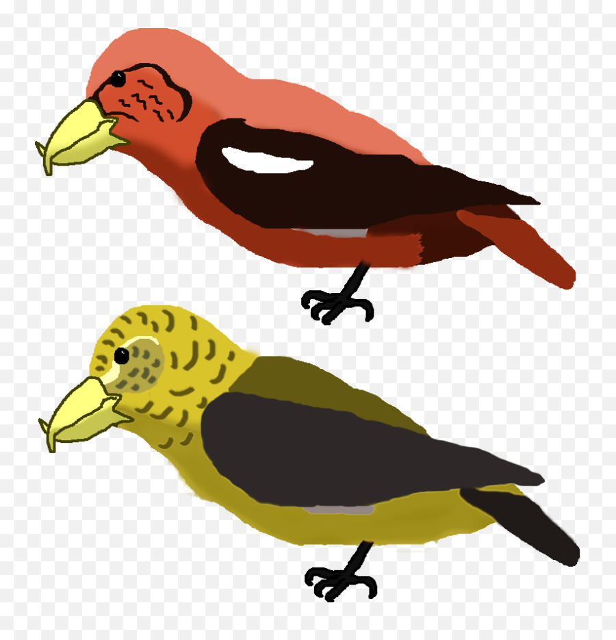 Falcon Clipart Oriole Bird Falcon - Fandom Emoji,Oriole Emoji