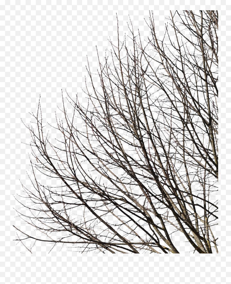 Deciduous Tree Winter Viii - Tree Emoji,Facebook Deciduous Tree Emoticon