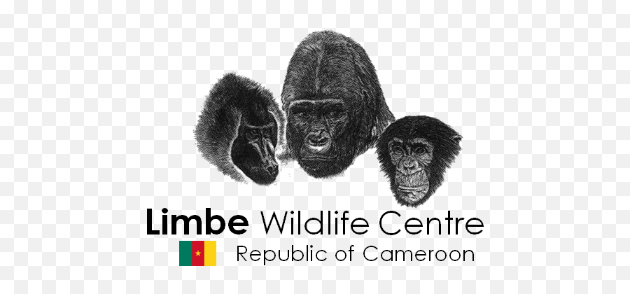 Limbe Wildlife Centre - Limbe Wildlife Centre Logo Emoji,Chimp Overcome With Emotion