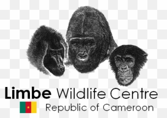 Limbe Wildlife Centre - Limbe Wildlife Centre Logo Emoji,Chimp Overcome With Emotion