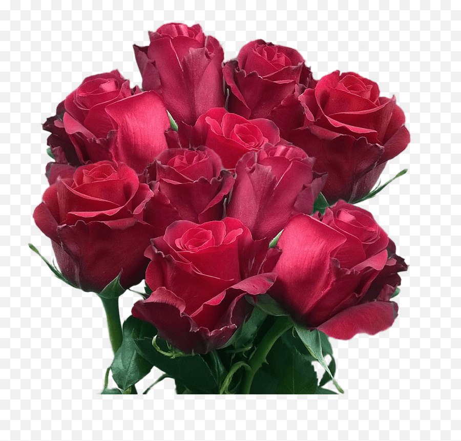 Red Roses To Buy Best Flowers Live Roses Express Shipping - Rose Live Flowers Emoji,Ron Burgundy Mixed Class Of Emotion