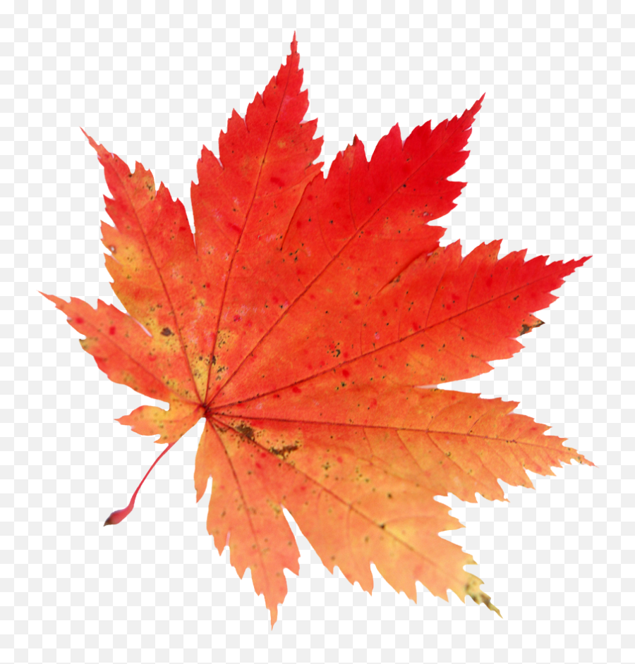 Fall Leaves Falling Png Emoji,Autumn Leaf Emoticon