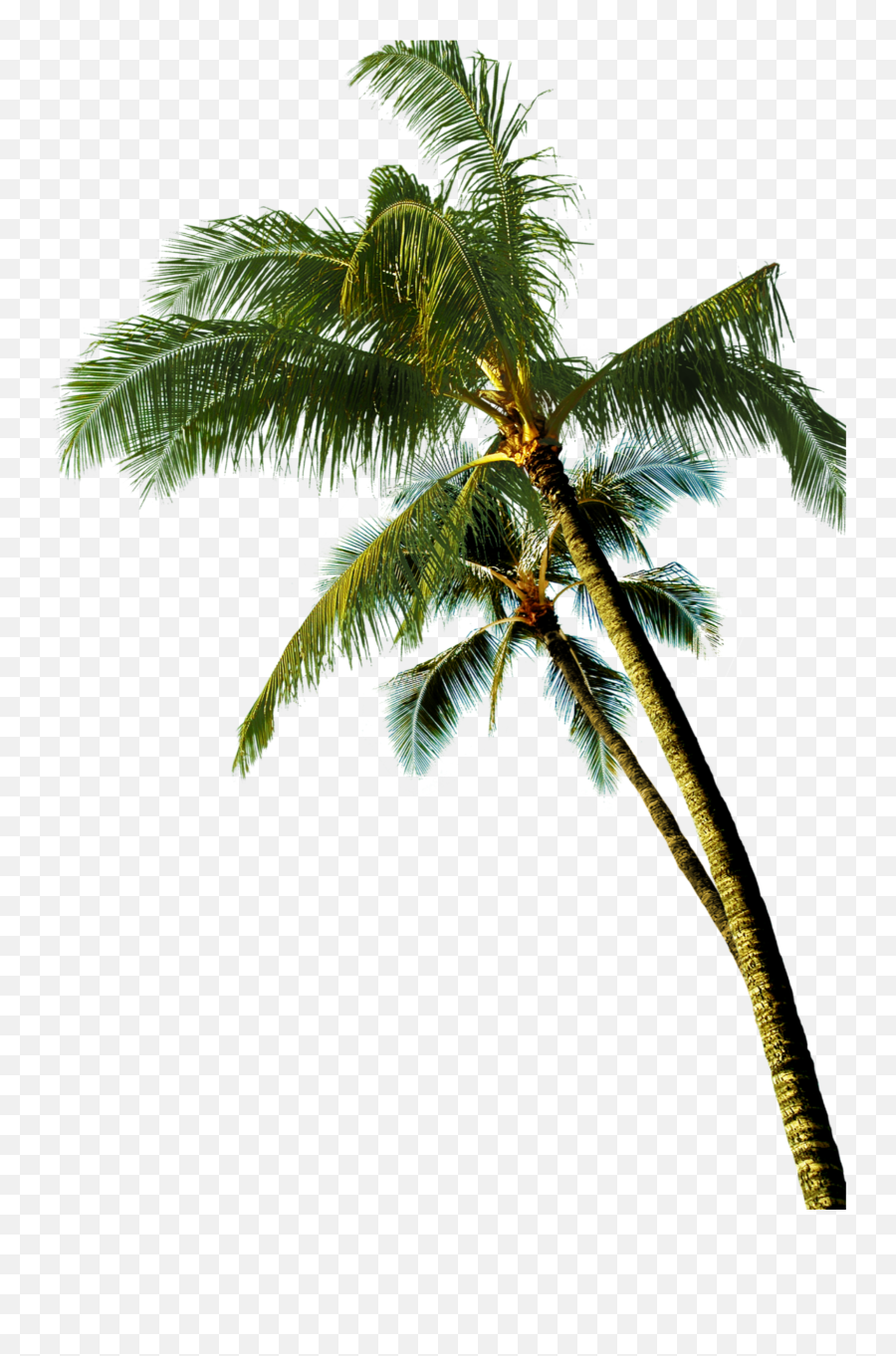 Coconut Asian Palmyra Palm Tree - Coconut Tree Png Real Emoji,Palm Tree Emoticon