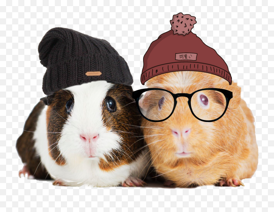 Guineapig Guinea Pig Sticker - Cute Guinea Pigs Png Emoji,Guinea Pig Emoji