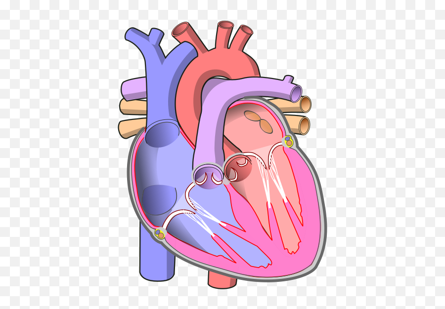 I Heart - Unlabeled Heart Diagram Png Emoji,Objects That Symbolize Human Emotions