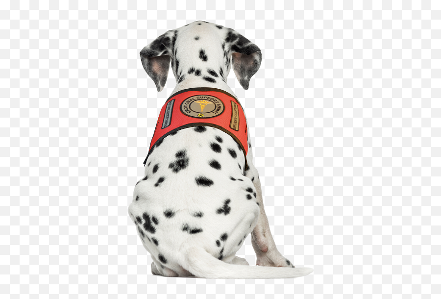 Id Card U0026 Vest Save 10 U2013 Free My Paws - Dalmation Dog Sitting Back View Emoji,Pitbulls Read Emotion