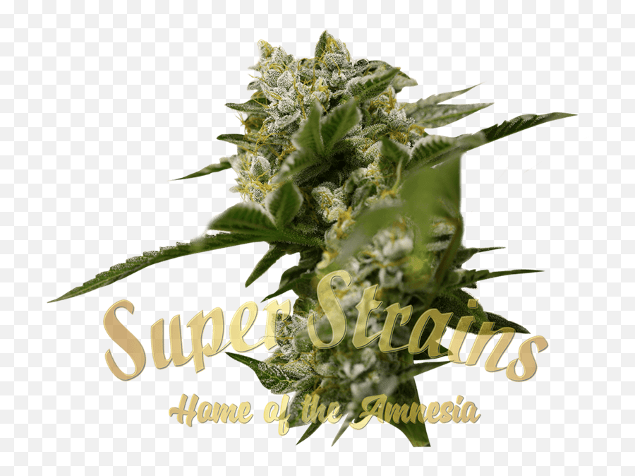 Ibiza Farmeru0027s By Super Strains From Seed City - Hemp Seed Emoji,Weed Emoticon Reggae Transparent