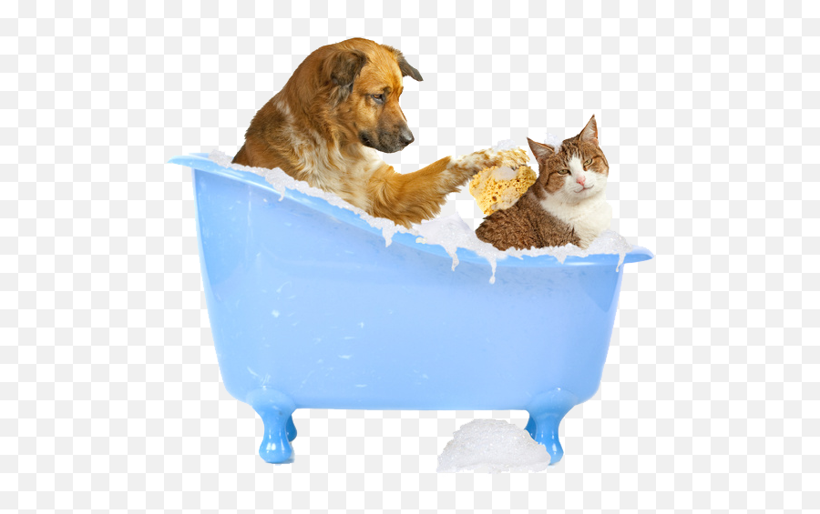 Cat Grooming Services At The Dog House - Dog And Cat Bath Png Emoji,Cat Emotion Signs