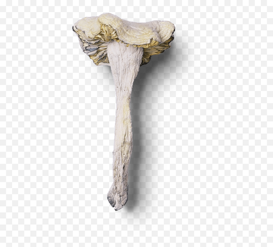 Blue Goba Canadau0027s Best Online Mushroom Dispensary - Pleurotus Eryngii Emoji,Shroom Emoticon