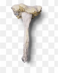 Blue Goba Canadau0027s Best Online Mushroom Dispensary - Pleurotus Eryngii Emoji,Shroom Emoticon