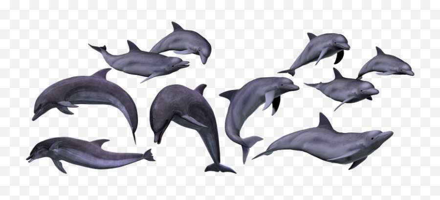 200 Free Dolphin U0026 Sea Illustrations - Pixabay Dolphin Emoji,Dolphin Emotions