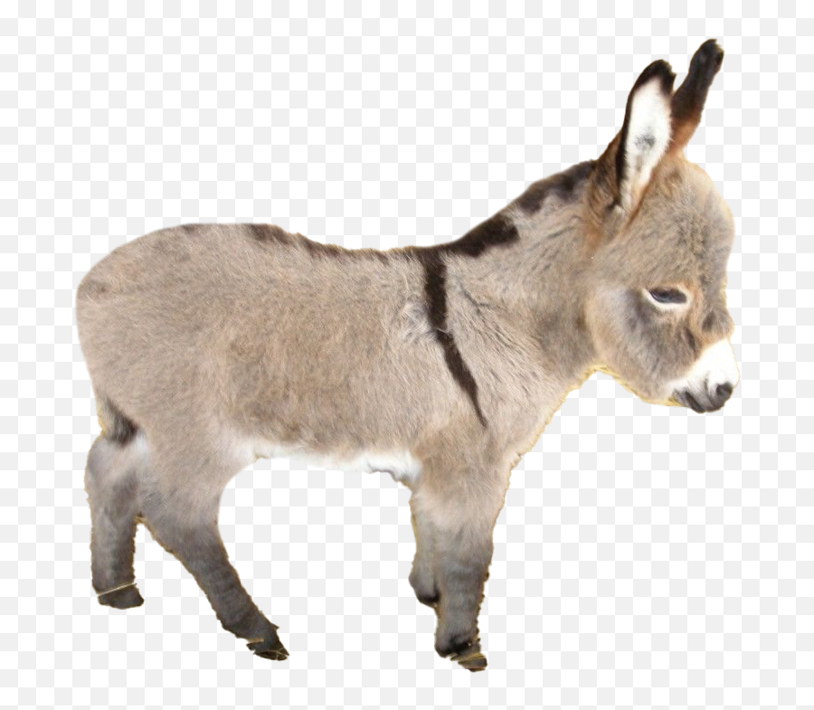 Best Donkey Png Image Download 2021 Whonaa - Mule Emoji,Donkey Emoji Download