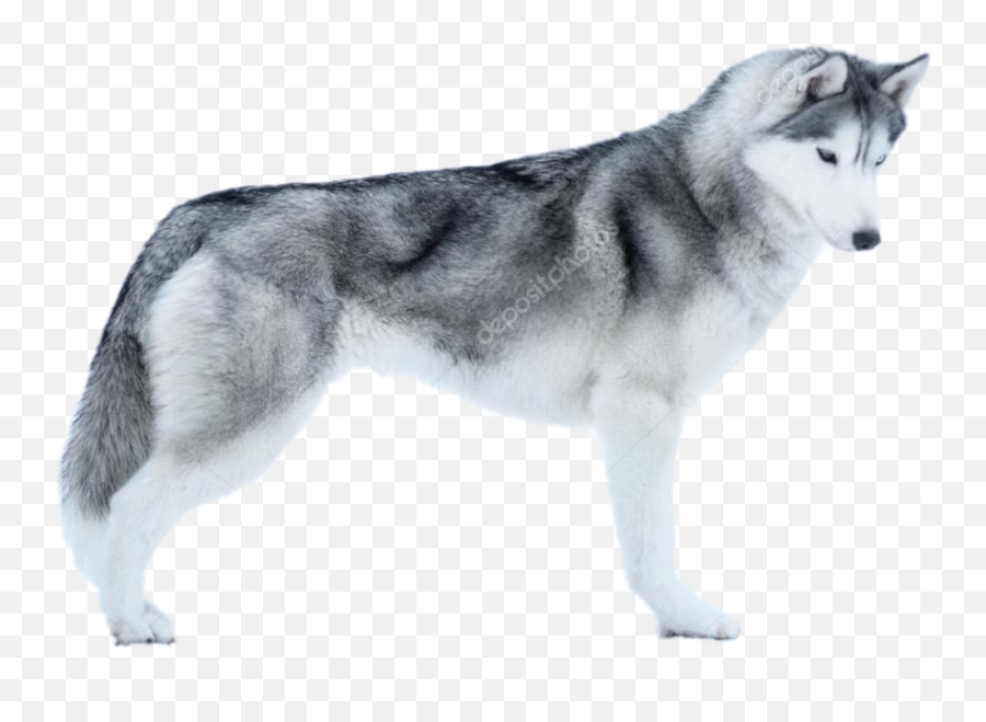 Dogshow Husky Sticker - Husky Dog Emoji,Siberian Husky Emoji