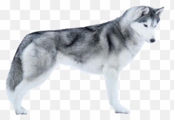 Dogshow Husky Sticker - Husky Dog Emoji,Siberian Husky Emoji