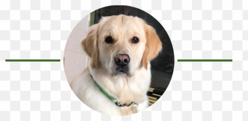 Snitker Goldens Emoji,Gary Larson Dog Emotion
