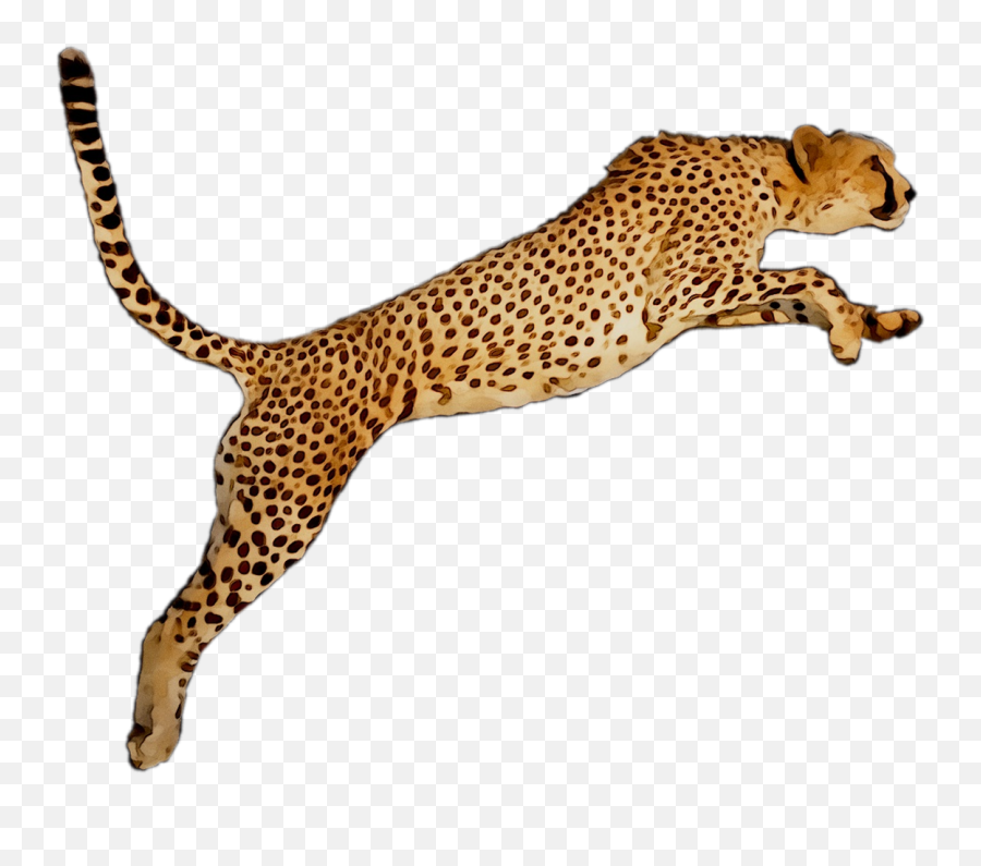 Download Portable Wallpaper Leopard Desktop Graphics Cheetah - Cheetah Clip Art Emoji,Rose Emoticon Desktop Wallpaper