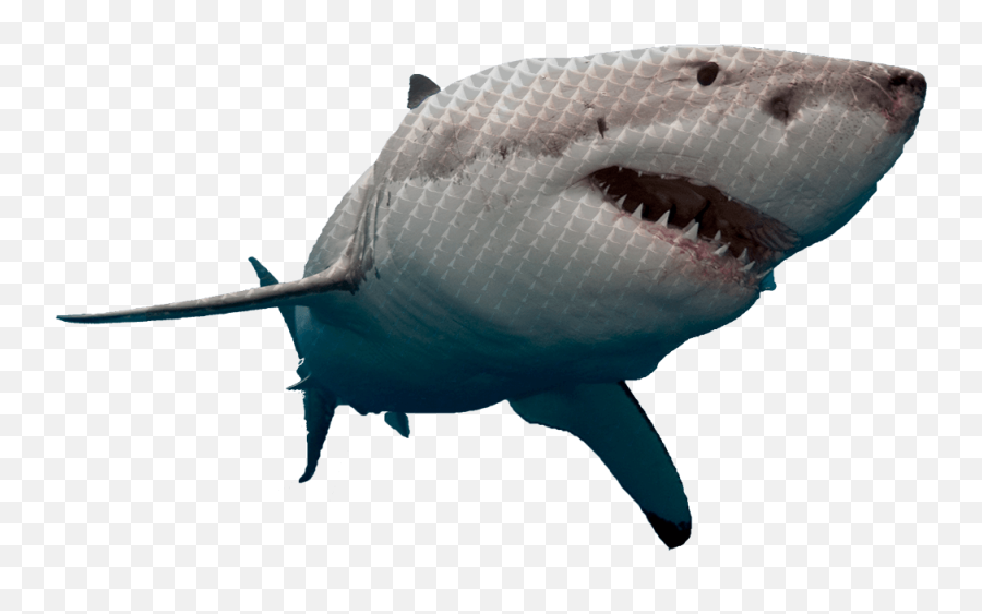 Shark Tank Competition 2020 - Great White Shark Hd Png Emoji,Guy Gives A Shark Book Emotions