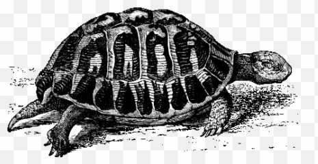 Turtles U2014 Frogs U0026 Turtles - Real Turtle Walking Gif Transparent Emoji,Animated Gif Emoticon Nods Head 