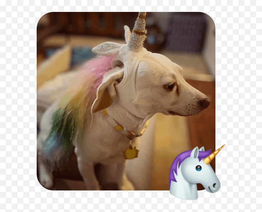 These 20 Doggies Are Totally Ready For World Emoji Day - Unicorn,Unicorn Emoji