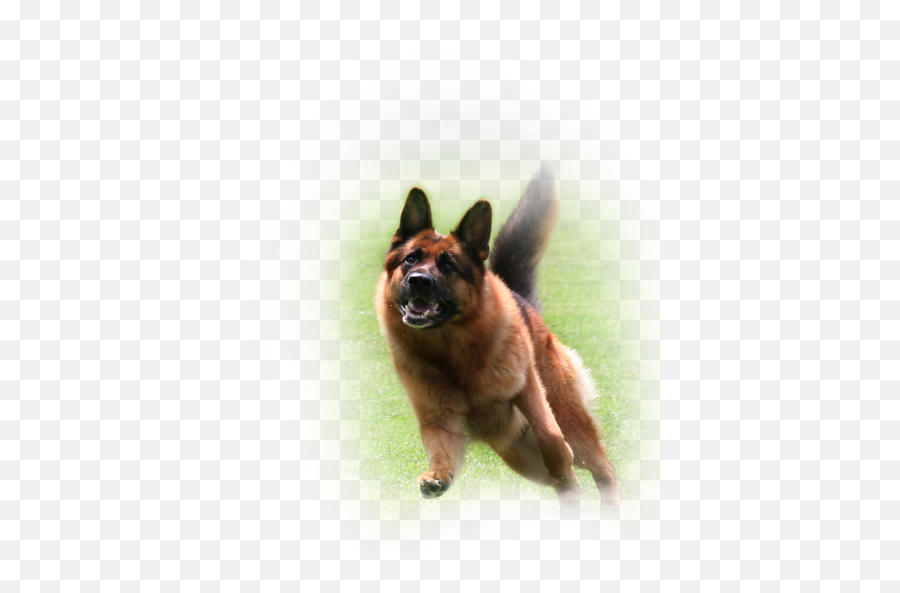 German Shepherds On Tumblr - Northern Breed Group Emoji,German Shepherd Dog Barking Emoticon