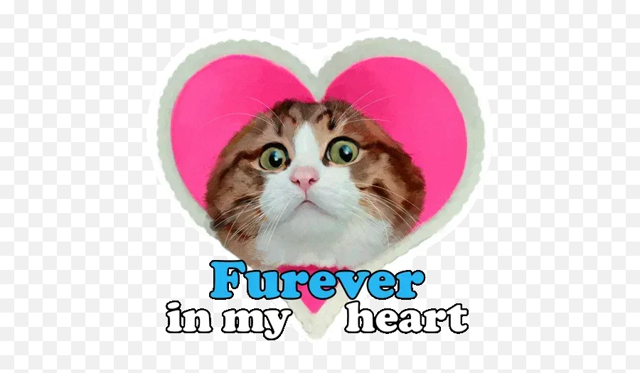 Rexie Cat Sticker Pack - Stickers Cloud Emoji,Fat Cat In Love Emoji