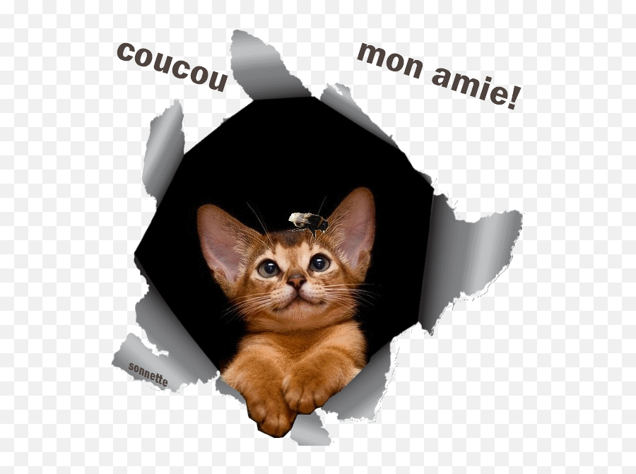 Gif Animé Yeux De Biche Emoji,Emoticon Yeux Saignent