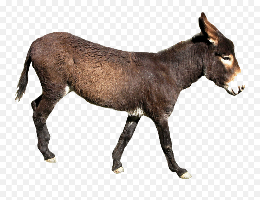46 Donkey Png Images Are Free To Download - Donkeys Transparent Background Emoji,Donkey Emoji Download
