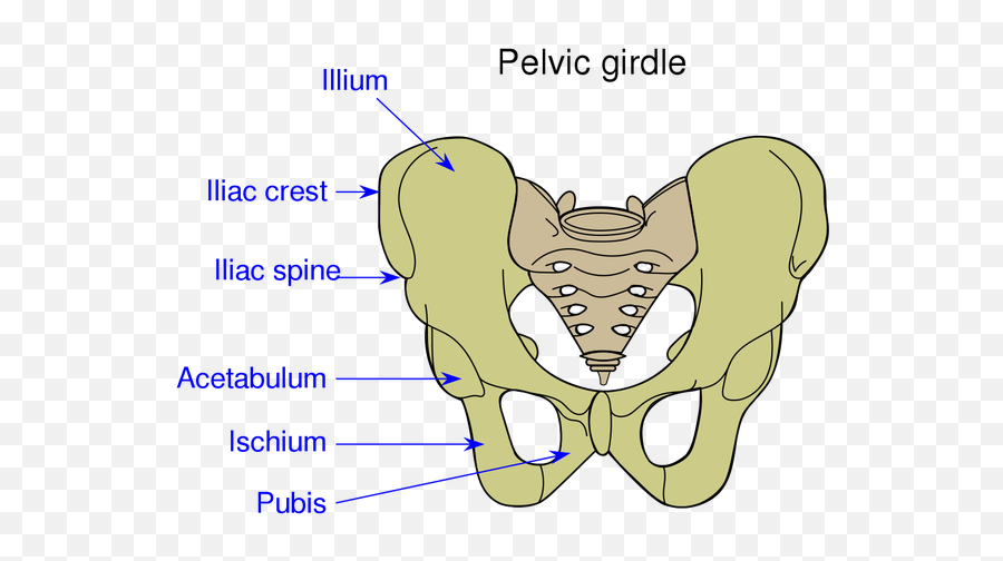What Is Anatomy - Quora Pelvic Girdle Emoji,Guess The Emoji Level 34answers
