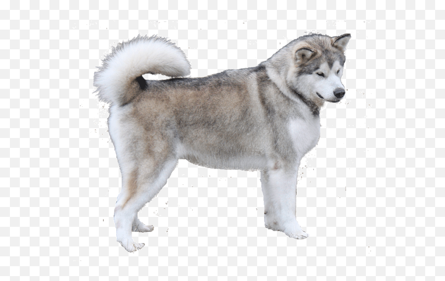 Alaskan Malamute - Northern Breed Group Emoji,Siberian Husky Emoji