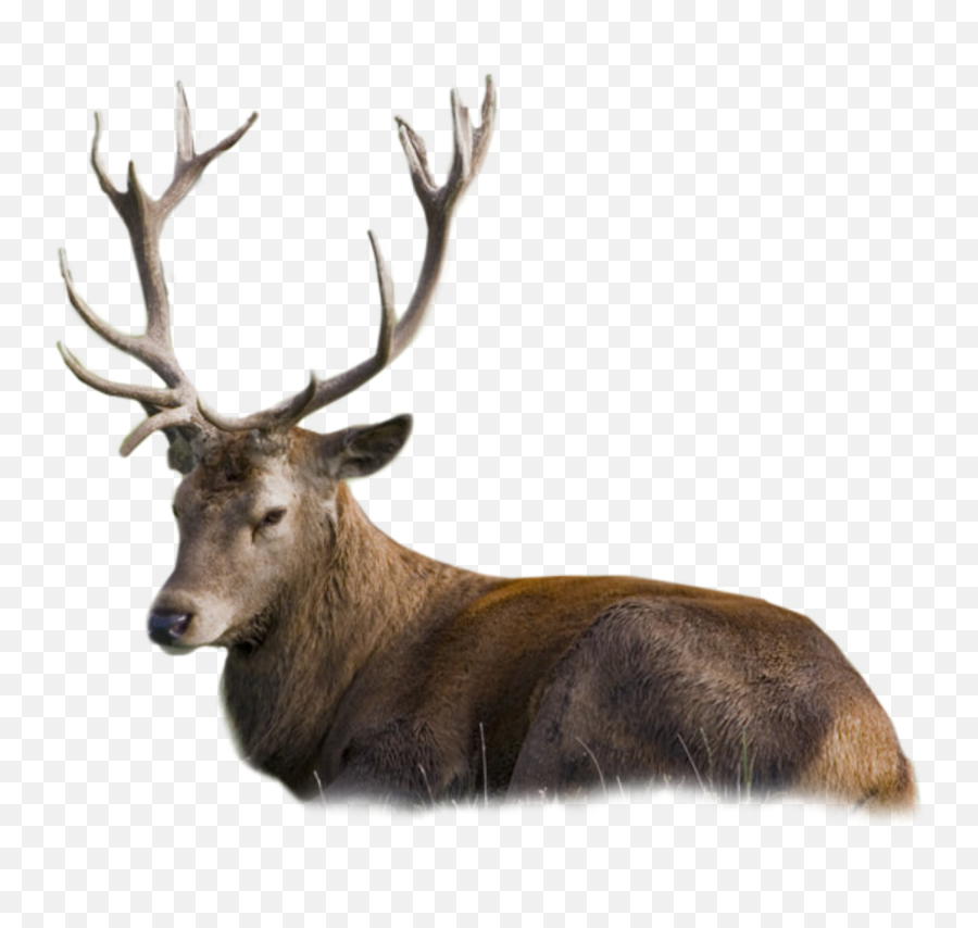 Buck Deer Lyingdown Sticker Emoji,Buck Deer Emoji
