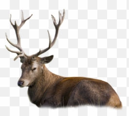 Buck Deer Lyingdown Sticker Emoji,Buck Deer Emoji