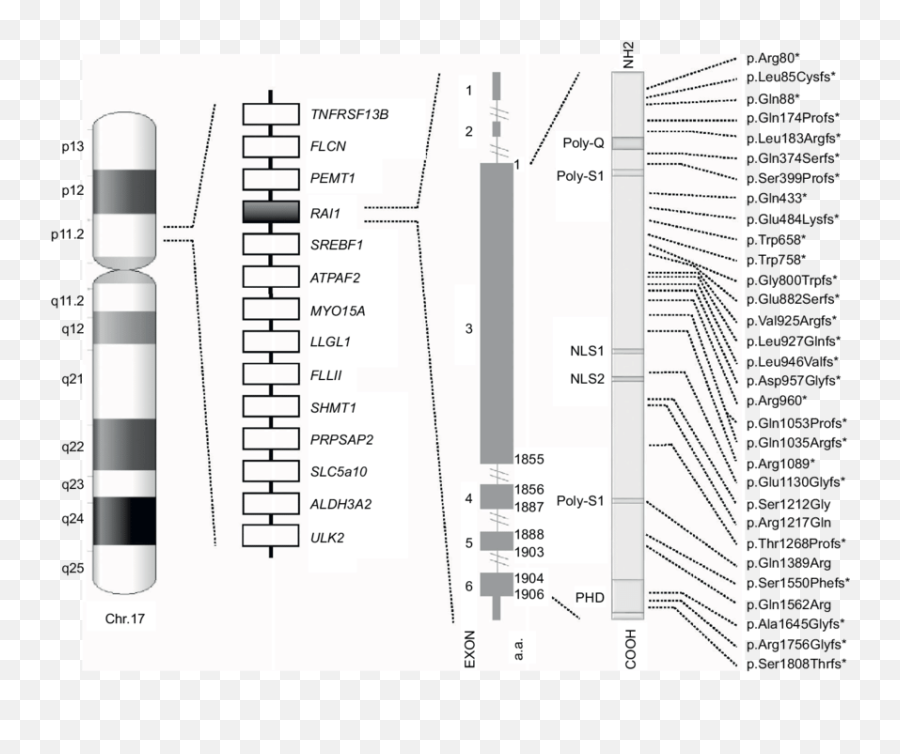 Schematic Representation Of Chromosome 17 Common 17p112 - Human Chromosome 17 Emoji,Charcot Marie Tooth Emotions Reiki