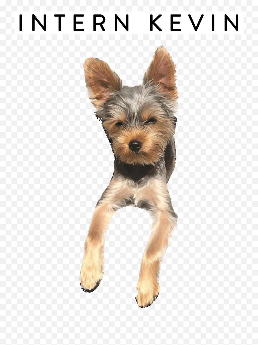 Top 30 Husky Puppy Gif Gifs Find The - Vulnerable Native Breeds Emoji,Husky/border Collie Emoji