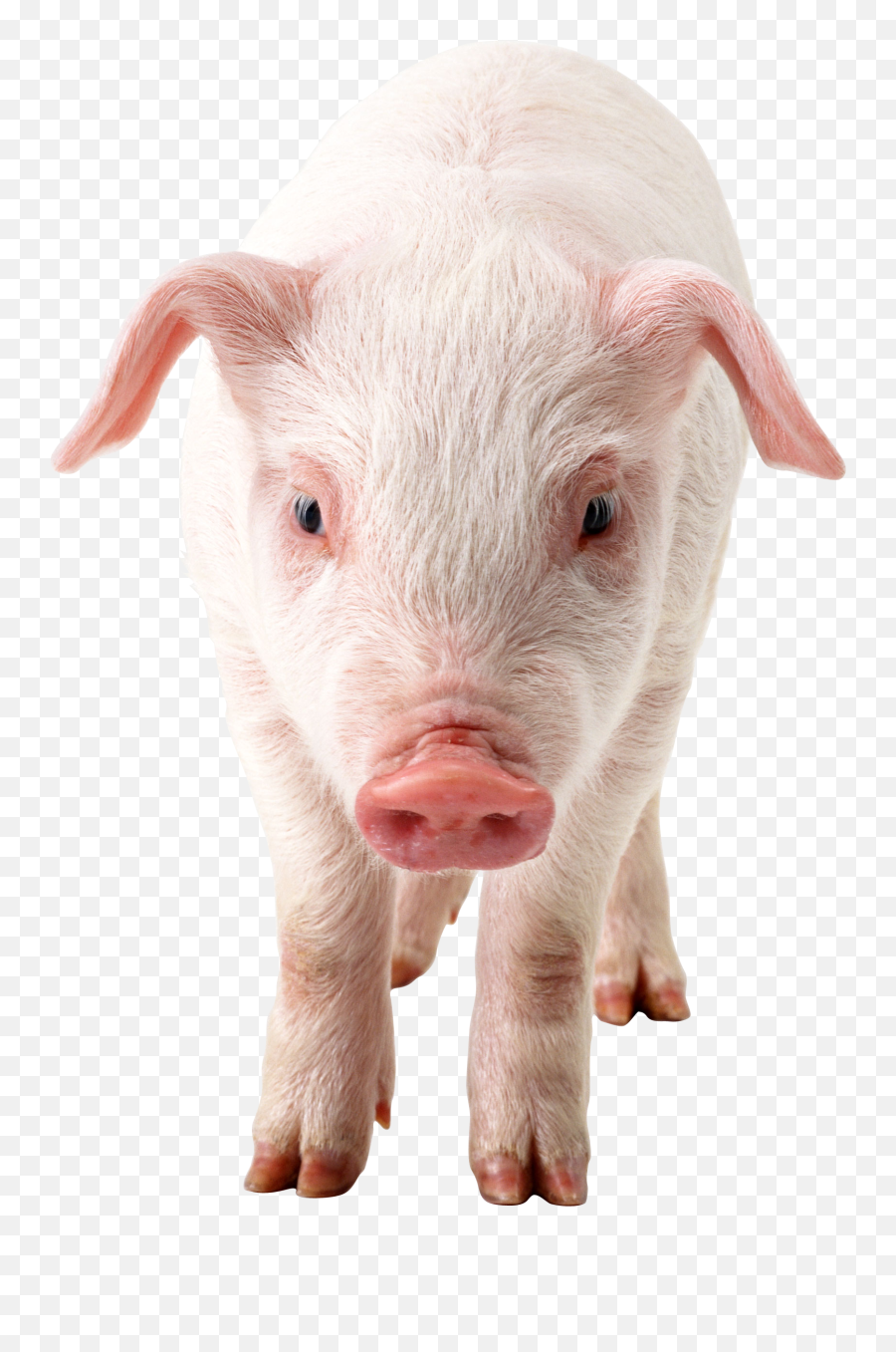 Pig Png Images Cartoon Pig Baby Pig - Pig Png Transparent Emoji,Flying Pigs Emoji