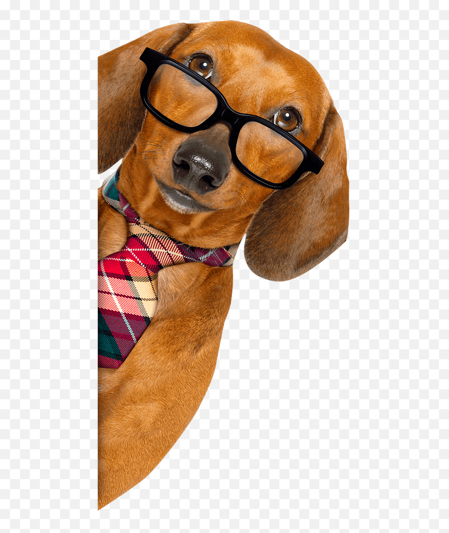 Service Dog And Emotional Support Animals Boston Dog Lawyer - Martingale Emoji,Cats Vs Dogs Emotion