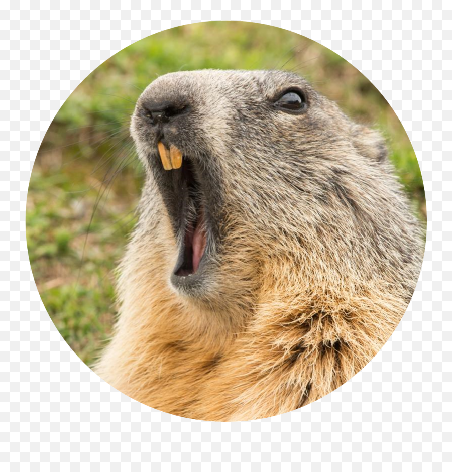 Groundhogs And Woodchucks Transparent Cartoon - Jingfm Cute Phil The Groundhog Emoji,Ground Hog Woodchuck Emojis