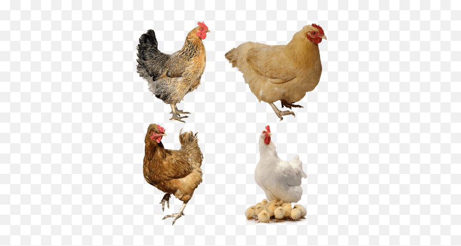Chickens Transparent Png Images - Stickpng Angry Chicken Transparent Emoji,Hen Emoji Transparent Png