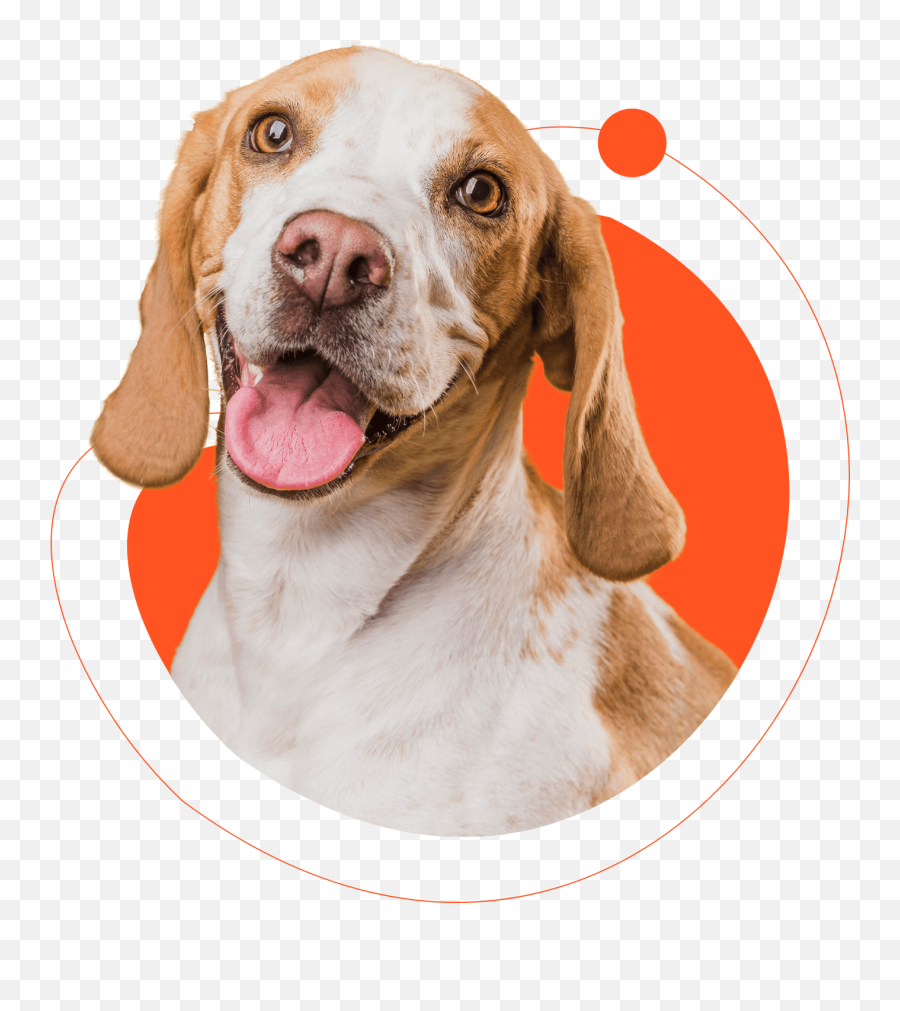 4pawsbox - Petland Banho E Tosa Emoji,Dog Emoji In The Dms