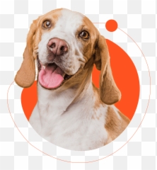 4pawsbox - Petland Banho E Tosa Emoji,Dog Emoji In The Dms
