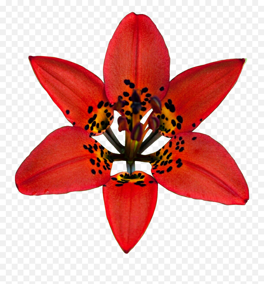 Lily Flower Red Spotted Spots Hdr Sticker By Kelybely - Wood Lily Emoji,Lily Flower Emoji