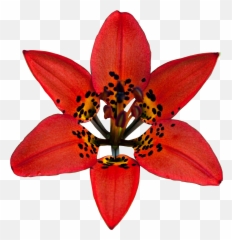 Lily Flower Red Spotted Spots Hdr Sticker By Kelybely - Wood Lily Emoji,Lily Flower Emoji